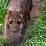 Endemic Madagascar fossa running on the path, Cryptoprocta ferox