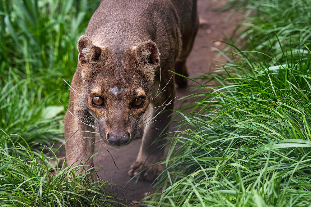 Endemic Madagascar fossa running on the path, Cryptoprocta ferox