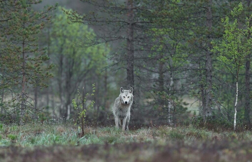 Solitary white wolf in a misty boreal forest