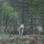 Solitary white wolf in a misty boreal forest