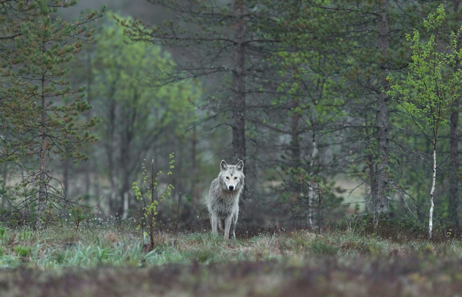 Solitary white wolf in a misty boreal forest