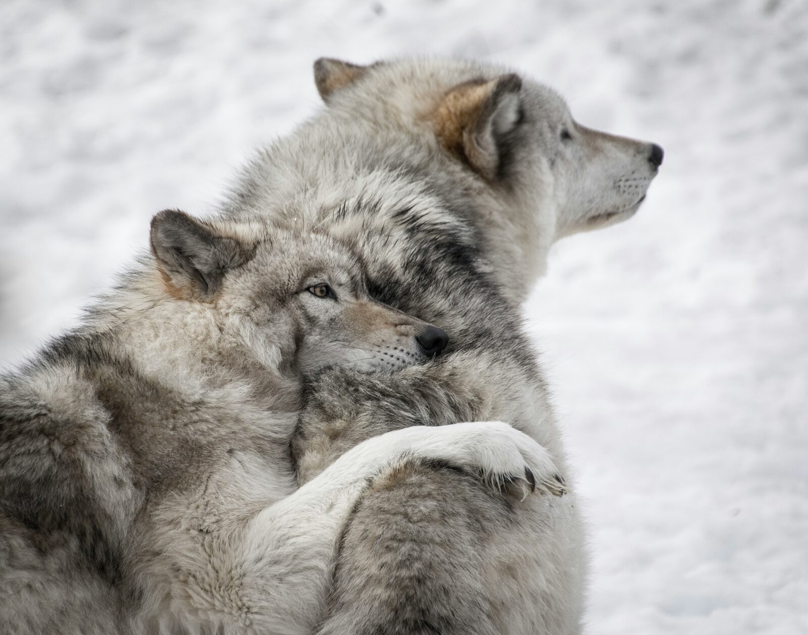Two wolves nuzzling each other in the snow