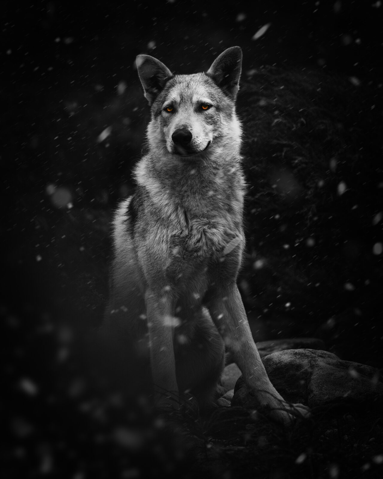 Wolf in black and white with snow falling