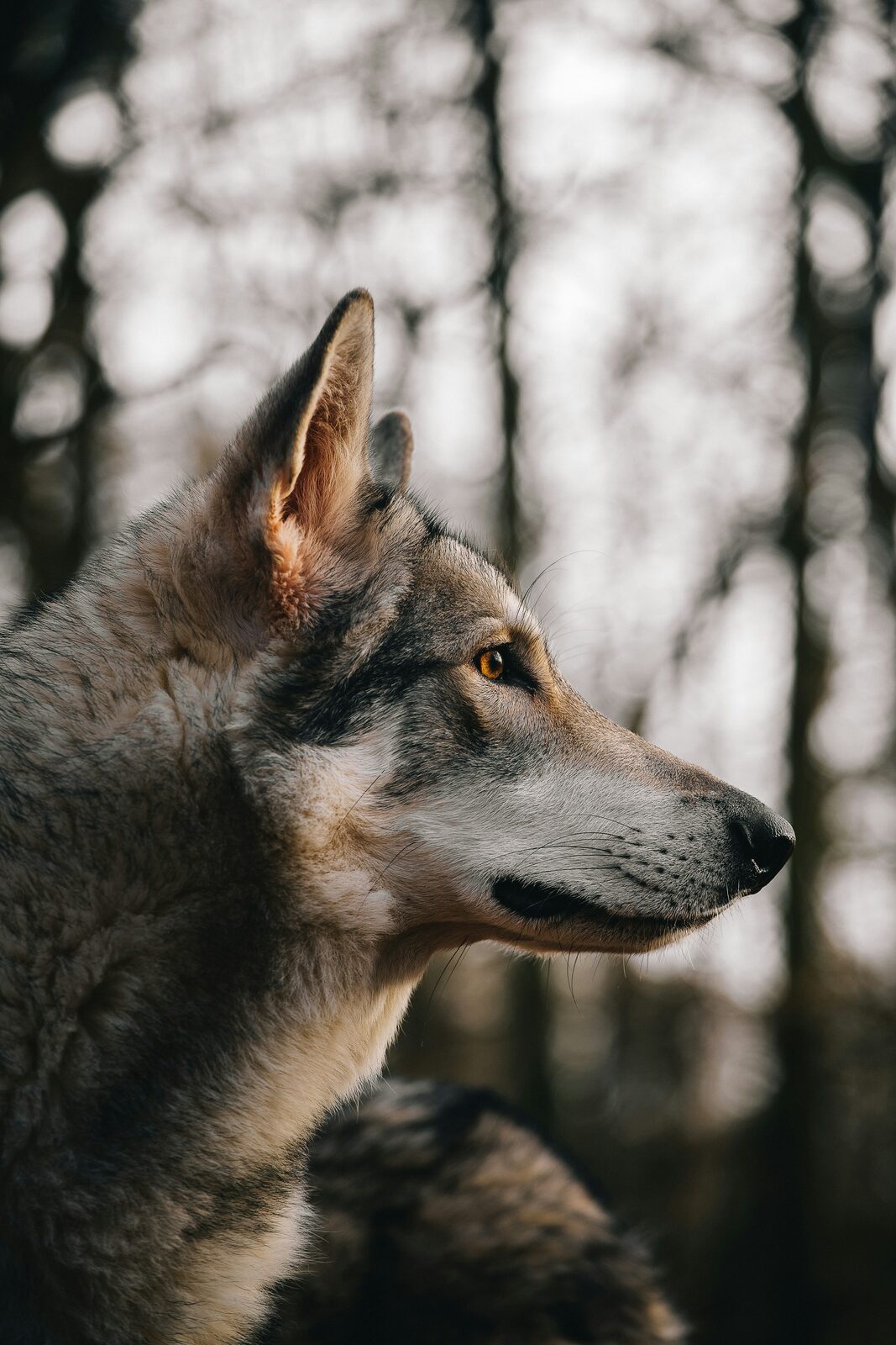 Profile portrait of a wolf with warm bokeh background
