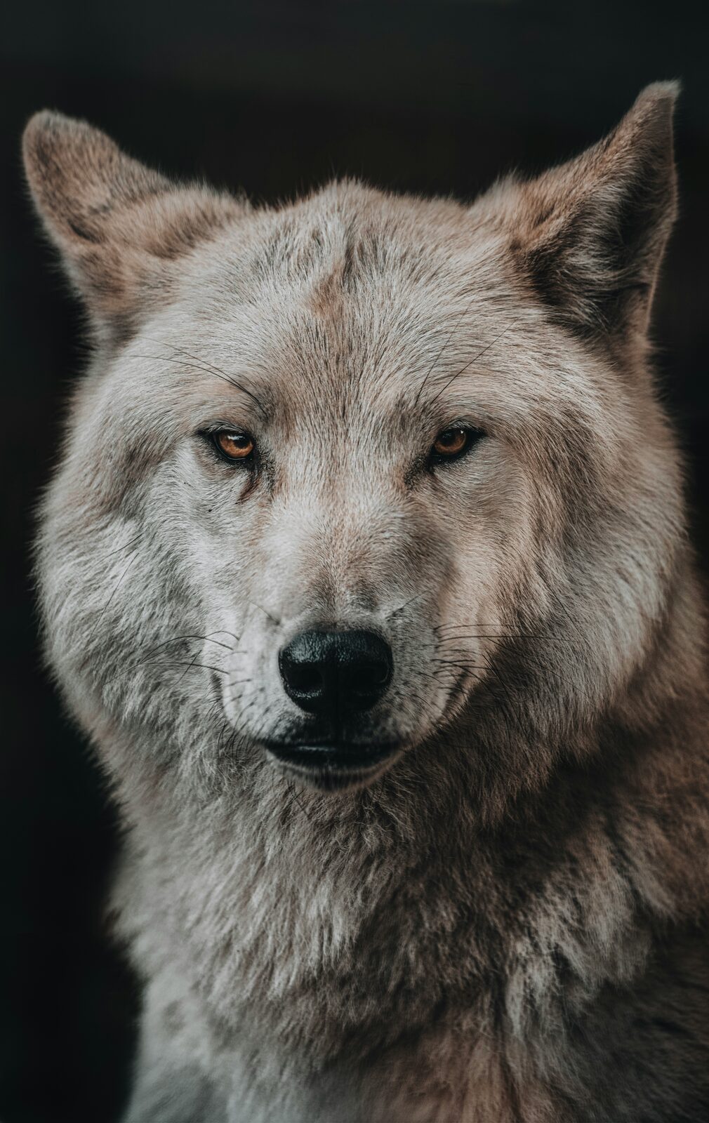 Studio portrait of a white wolf with amber eyes