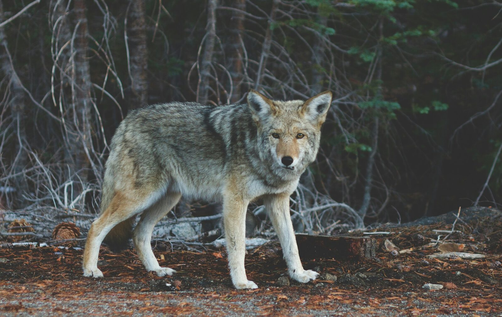 Coyote standing in a pine forest clearing