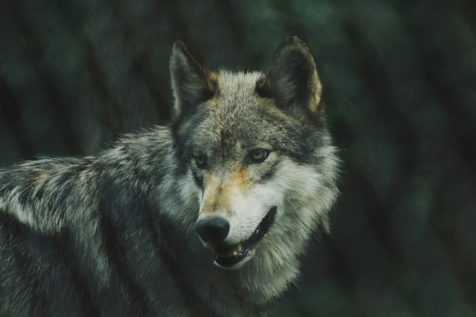 Contemplative wolf looking sideways in warm light
