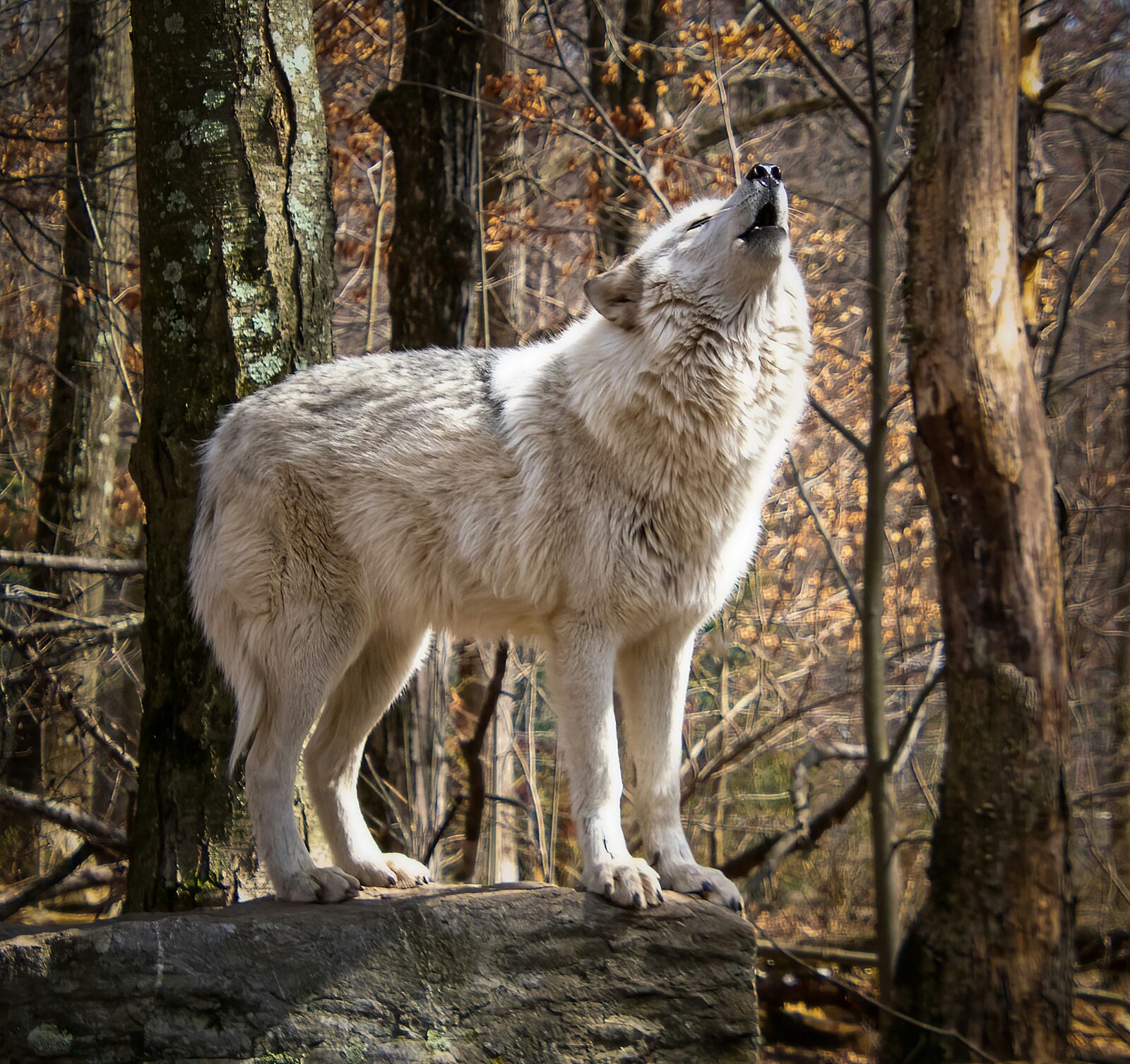 Wolf howling in an autumn forest