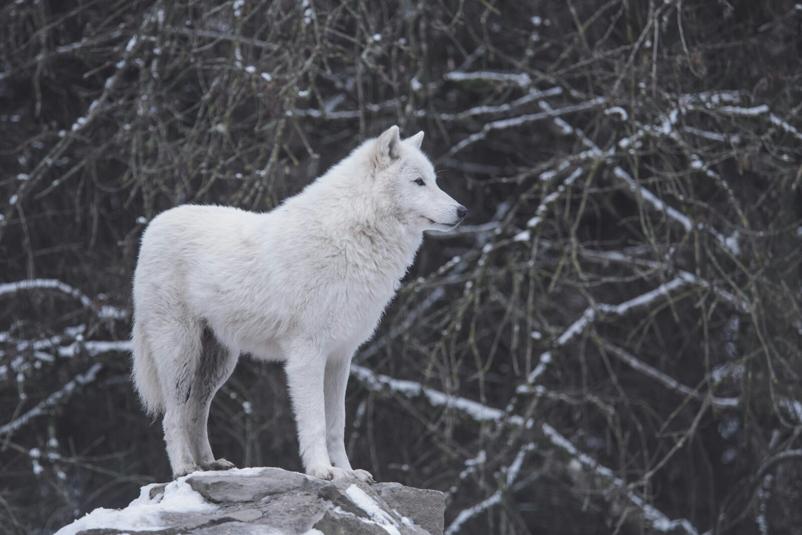 Arctic wolf standing on a rock in a snowy forest