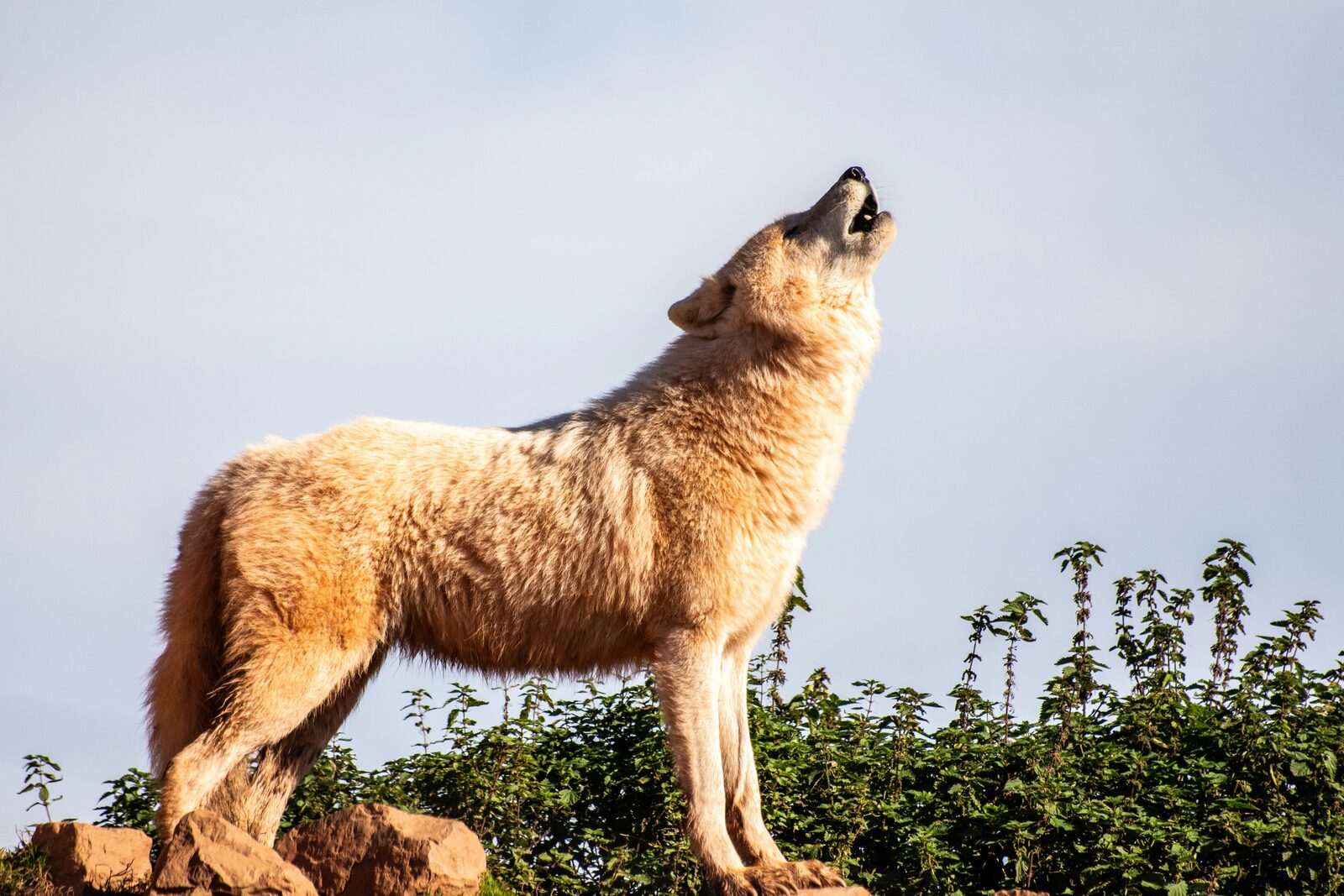 Wolf howling at sunset