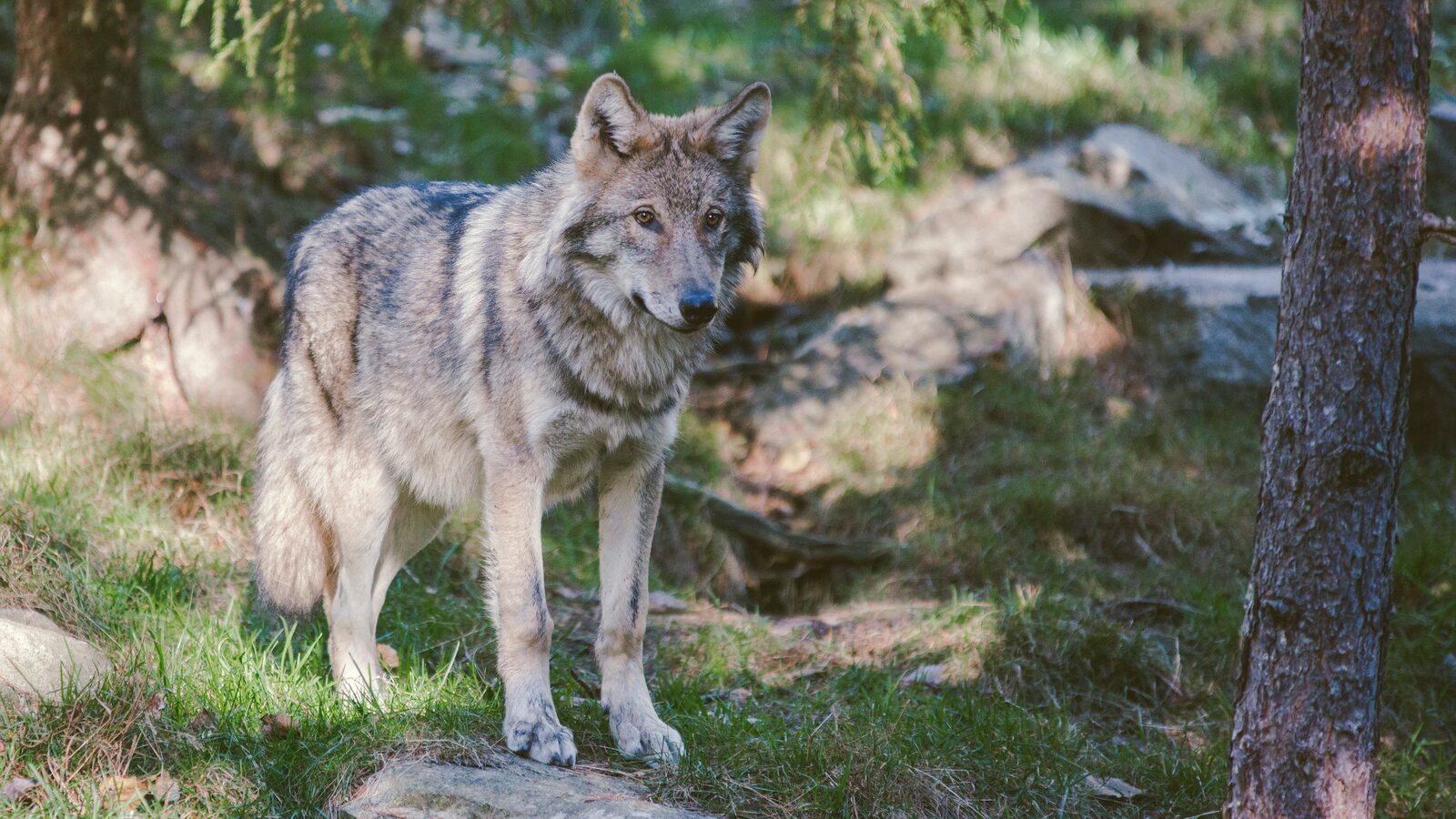 Young wolf in a clearing