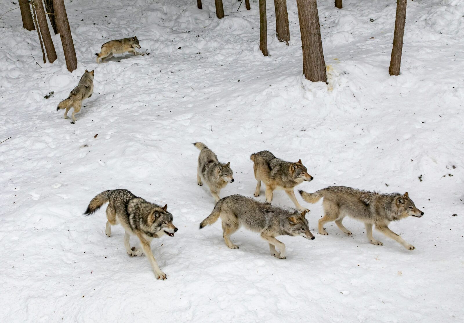 Wolf pack running in snow