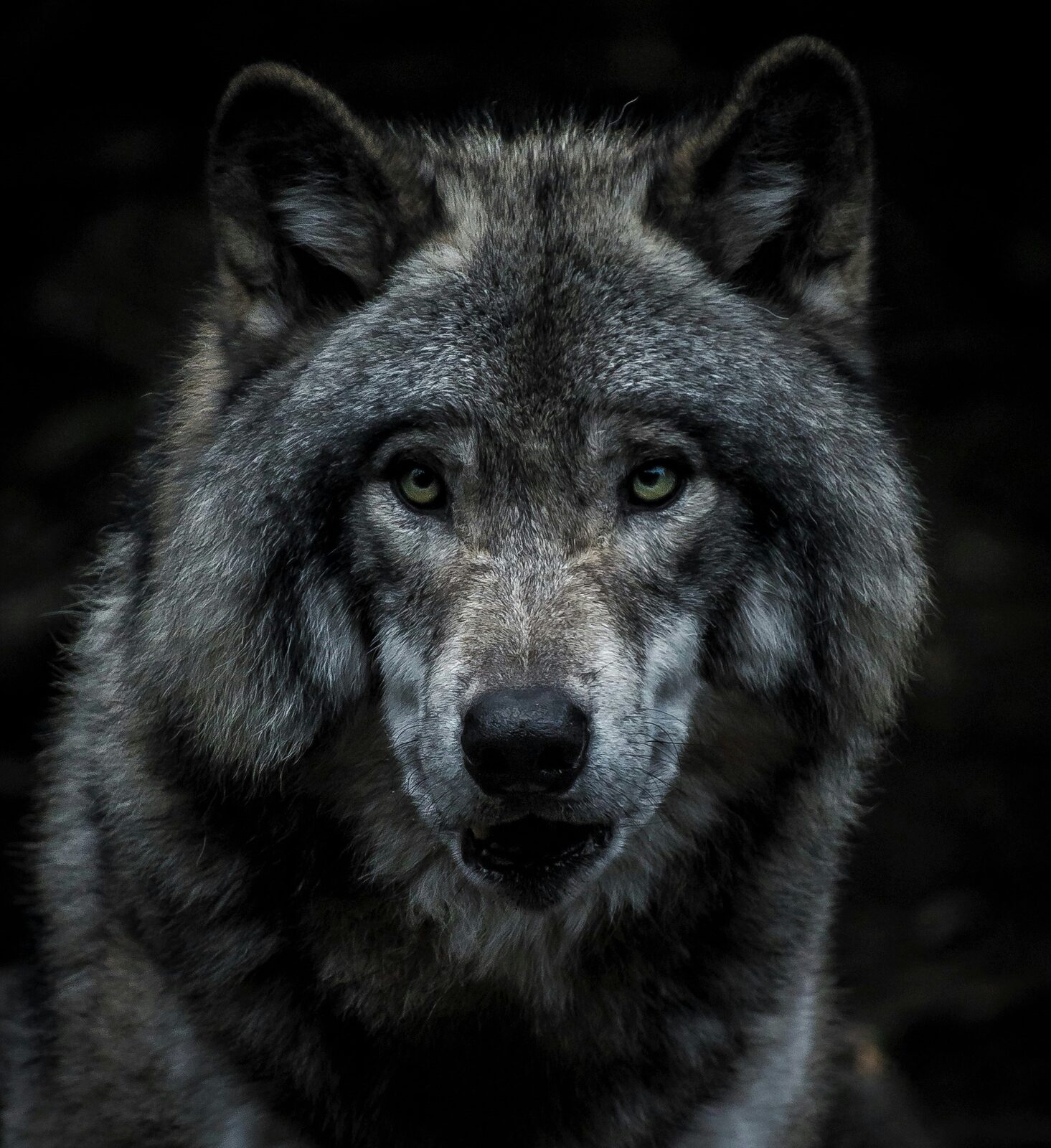 Wolf portrait in black and white