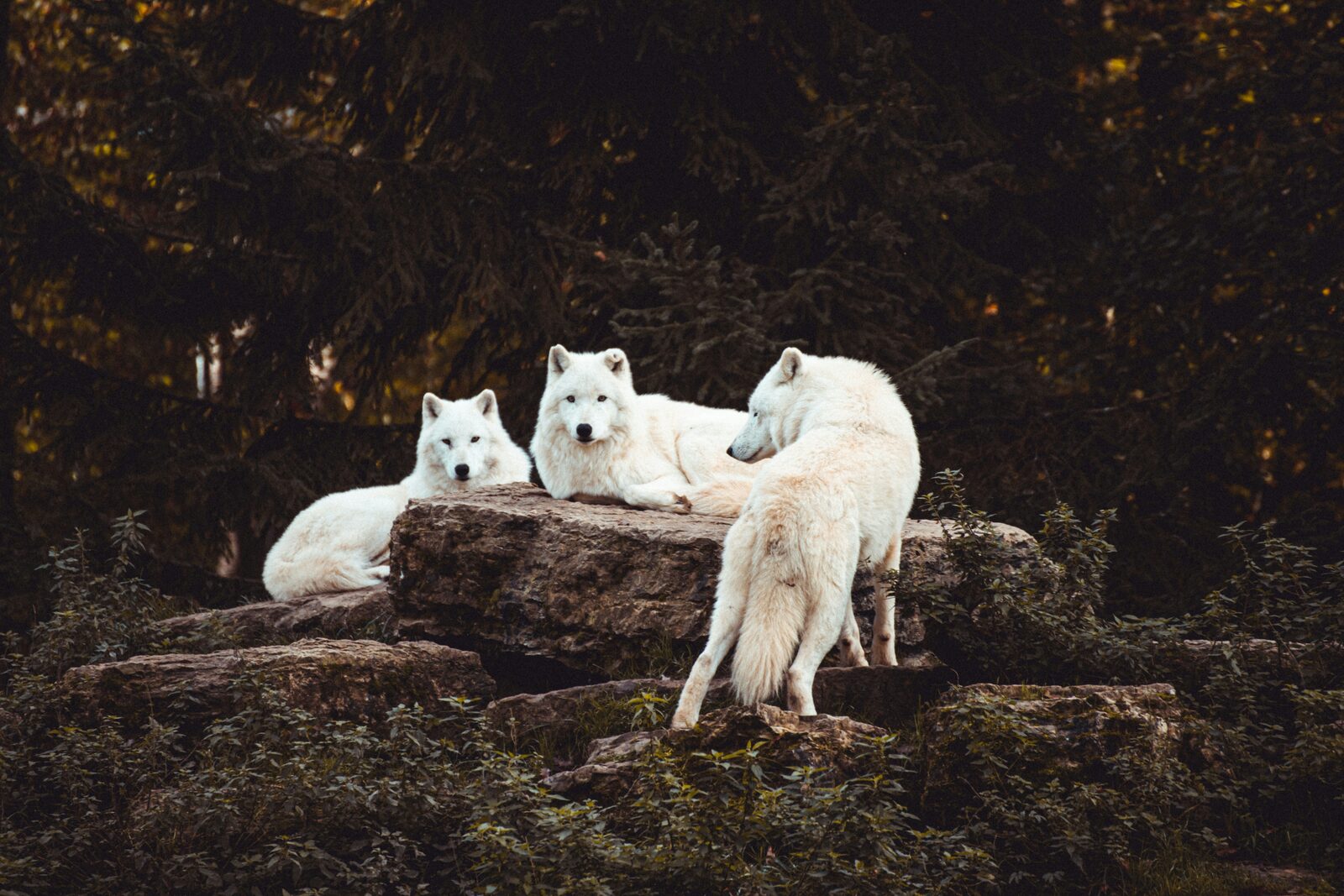 Three arctic wolves resting together in the snow