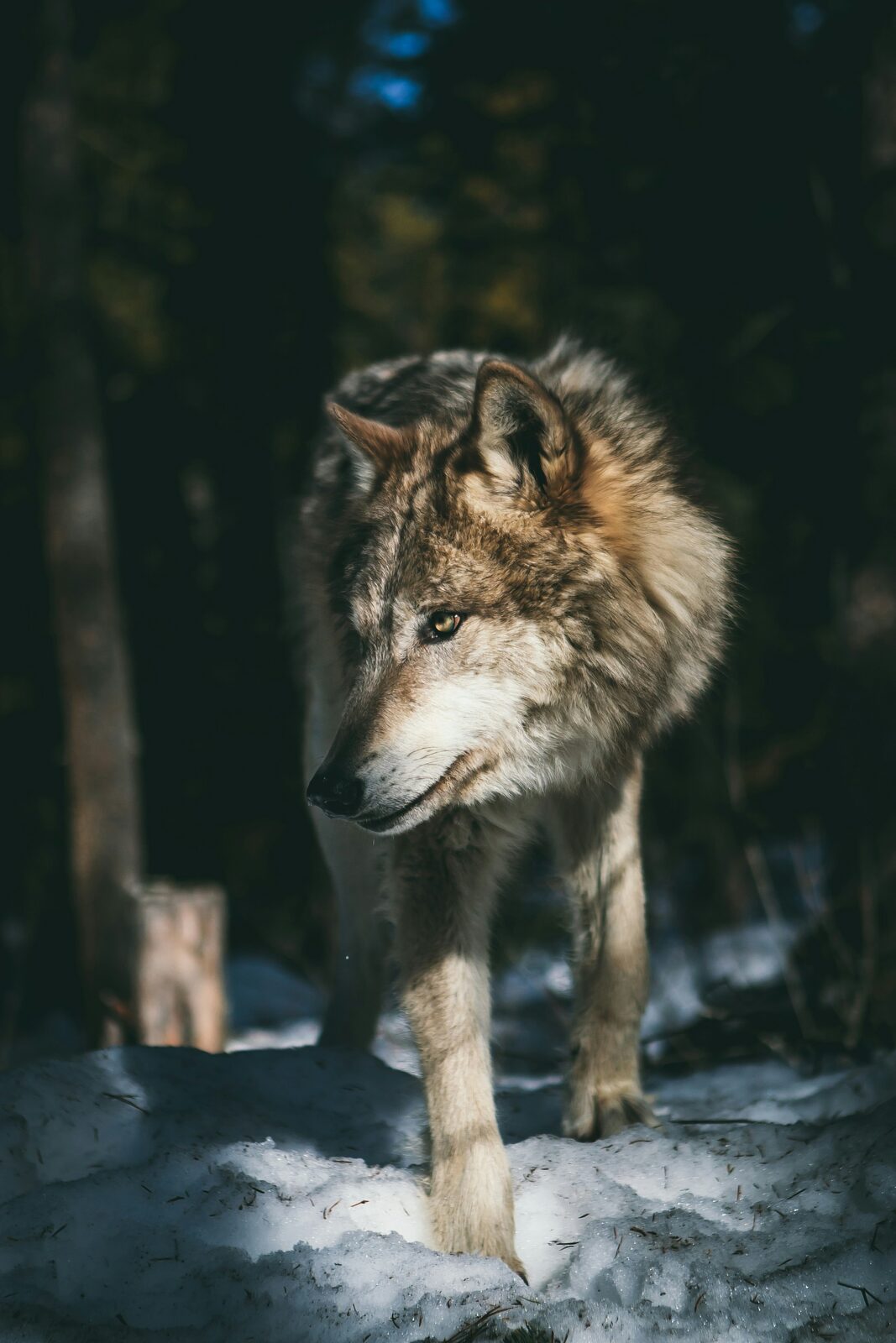 Wolf walking toward the camera through a forest clearing